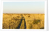 Kalahari Desert Track, Nxai Pan National Park, Botswana by Anonymous