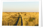 Kalahari Desert Track, Nxai Pan National Park, Botswana by Anonymous