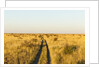Kalahari Desert Track, Nxai Pan National Park, Botswana by Anonymous