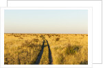 Kalahari Desert Track, Nxai Pan National Park, Botswana by Anonymous