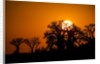 Sunrise at Baines Baobabs, Nxai Pan National Park, Botswana by Anonymous