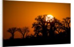 Sunrise at Baines Baobabs, Nxai Pan National Park, Botswana by Anonymous