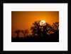 Sunrise at Baines Baobabs, Nxai Pan National Park, Botswana by Anonymous