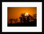 Sunrise at Baines Baobabs, Nxai Pan National Park, Botswana by Anonymous