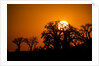 Sunrise at Baines Baobabs, Nxai Pan National Park, Botswana by Anonymous