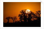 Sunrise at Baines Baobabs, Nxai Pan National Park, Botswana by Anonymous