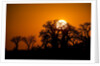Sunrise at Baines Baobabs, Nxai Pan National Park, Botswana by Anonymous