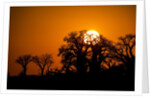 Sunrise at Baines Baobabs, Nxai Pan National Park, Botswana by Anonymous