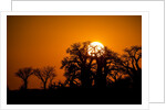 Sunrise at Baines Baobabs, Nxai Pan National Park, Botswana by Anonymous