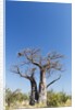 Baobab Tree, Nxai Pan National Park, Botswana by Anonymous