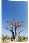 Baobab Tree, Nxai Pan National Park, Botswana by Anonymous
