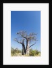 Baobab Tree, Nxai Pan National Park, Botswana by Anonymous