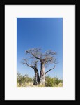 Baobab Tree, Nxai Pan National Park, Botswana by Anonymous