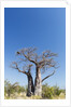 Baobab Tree, Nxai Pan National Park, Botswana by Anonymous
