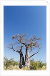 Baobab Tree, Nxai Pan National Park, Botswana by Anonymous