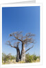 Baobab Tree, Nxai Pan National Park, Botswana by Anonymous