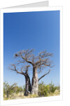 Baobab Tree, Nxai Pan National Park, Botswana by Anonymous