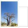 Baobab Tree, Nxai Pan National Park, Botswana by Anonymous