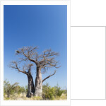 Baobab Tree, Nxai Pan National Park, Botswana by Anonymous