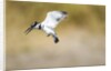 Pied Kingfisher, Chobe National Park, Botswana by Anonymous