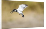 Pied Kingfisher, Chobe National Park, Botswana by Anonymous