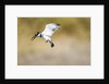 Pied Kingfisher, Chobe National Park, Botswana by Anonymous