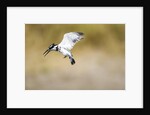 Pied Kingfisher, Chobe National Park, Botswana by Anonymous