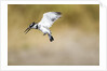 Pied Kingfisher, Chobe National Park, Botswana by Anonymous