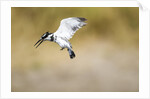 Pied Kingfisher, Chobe National Park, Botswana by Anonymous