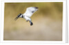 Pied Kingfisher, Chobe National Park, Botswana by Anonymous
