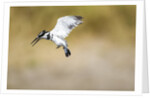 Pied Kingfisher, Chobe National Park, Botswana by Anonymous