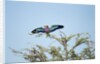 Lilac-Breasted Roller, Makgadikgadi Pans National Park, Botswana by Anonymous