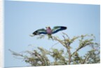 Lilac-Breasted Roller, Makgadikgadi Pans National Park, Botswana by Anonymous