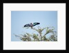 Lilac-Breasted Roller, Makgadikgadi Pans National Park, Botswana by Anonymous
