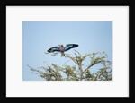 Lilac-Breasted Roller, Makgadikgadi Pans National Park, Botswana by Anonymous