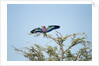 Lilac-Breasted Roller, Makgadikgadi Pans National Park, Botswana by Anonymous