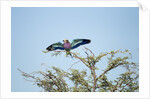 Lilac-Breasted Roller, Makgadikgadi Pans National Park, Botswana by Anonymous