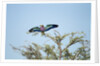 Lilac-Breasted Roller, Makgadikgadi Pans National Park, Botswana by Anonymous