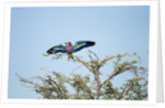 Lilac-Breasted Roller, Makgadikgadi Pans National Park, Botswana by Anonymous
