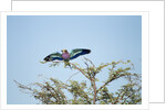 Lilac-Breasted Roller, Makgadikgadi Pans National Park, Botswana by Anonymous