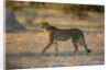 Cheetah at Dawn, Nxai Pan National Park, Botswana by Anonymous