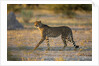 Cheetah at Dawn, Nxai Pan National Park, Botswana by Anonymous