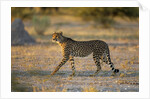 Cheetah at Dawn, Nxai Pan National Park, Botswana by Anonymous