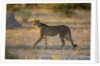 Cheetah at Dawn, Nxai Pan National Park, Botswana by Anonymous