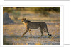Cheetah at Dawn, Nxai Pan National Park, Botswana by Anonymous