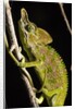 Chameleon, Kirindy Forest Reserve, Madagascar by Anonymous