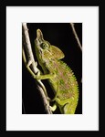 Chameleon, Kirindy Forest Reserve, Madagascar by Anonymous