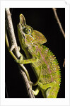 Chameleon, Kirindy Forest Reserve, Madagascar by Anonymous