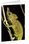 Chameleon, Kirindy Forest Reserve, Madagascar by Anonymous