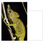 Chameleon, Kirindy Forest Reserve, Madagascar by Anonymous